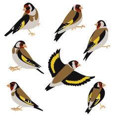 vector drawing bird, European goldfinch , hand drawn Carduelis carduelis, isolated nature design element
