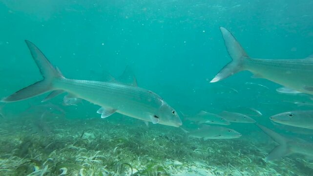 School of bonefish swimming through underwater seagrass
