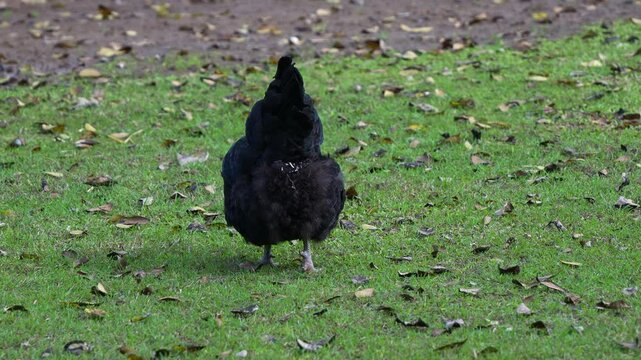 A black Australorp rooster, pecking and foraging on the ground in outdoor environment, farm ranch, close up shot.