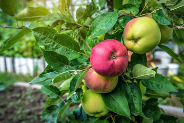 Ripe organic apple fruits on the tree