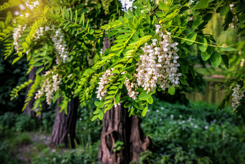 White flowers of blooming acacia tree