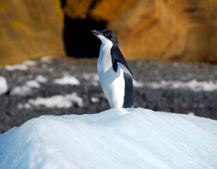 Adelie penguin on an ice floe in antarctica