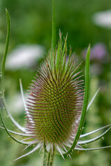 Teasel or cabaret birds, dipsacus fullonum, caprifoliaceae