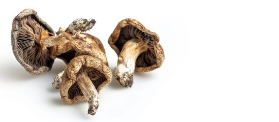 Isolated dried mushrooms on a white background with space for text or graphics in the image. copy space available