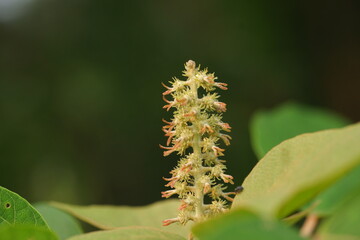 アカメガシワの雌花