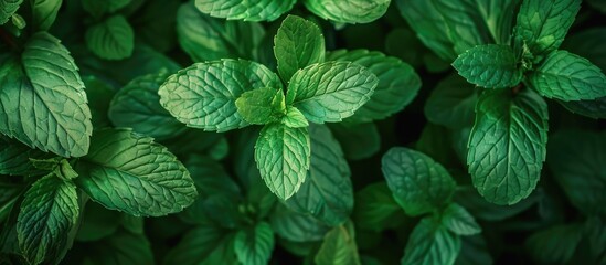 A vibrant bunch of peppermint with fresh green leaves in a backyard setting perfect as a copy space image