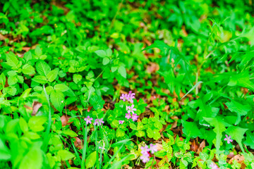 green grass background