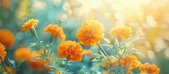 Marigold flowers blooming beautifully in the garden adding vibrant color to the surrounding with copy space image