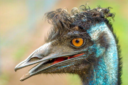 The beautiful hairstyle of the emu bird often makes you smile