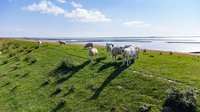 Deich an der Nordfriesischen K&uuml;ste mit Schafen und Wattenmeer im Hintergrund