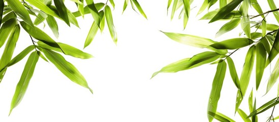 Naklejka premium High quality bamboo leaves photograph on white backdrop with clipping path cordially furnishing copy space image