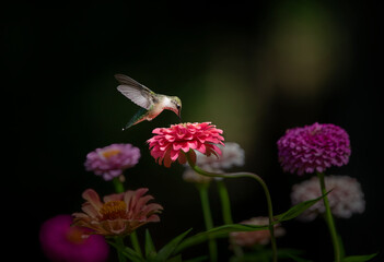 hummingbird on flower