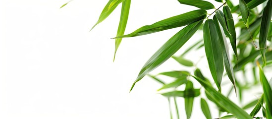 Fototapeta premium Bamboo leaves in green against a white backdrop offering copy space image