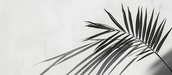 Obraz premium A chic composition of a palm leaf casting an abstract black and white shadow on a white wall providing a background with empty copy space image