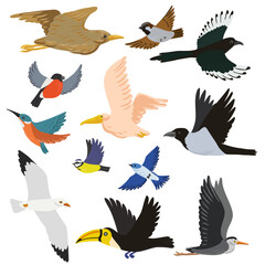 vector drawing set of flying birds, isolated nature design elements, hand drawn illustration