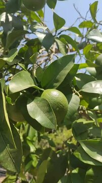 Vertical video of green lime fruits swaying in the wind among lush foliage on a sunny summer day. Green lemon, citrus