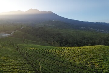 Naklejka premium Green tea plantation in the morning with landsacpe with Lawu mountain view. Kemuning, Central Java Indonesia