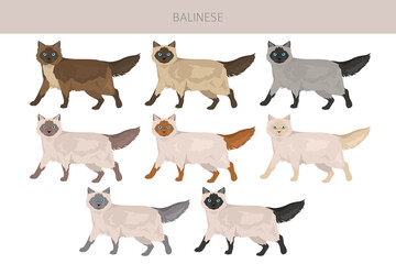 Balinese cat, Long haired Siamese clipart. All coat colors set.  All cat breeds characteristics infographic. Vector illustration