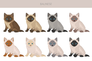 Fototapeta premium Balinese cat, Long haired Siamese clipart. All coat colors set. All cat breeds characteristics infographic. Vector illustration