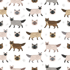 Balinese cat, Long haired Siamese seamless pattern. All coat colors set.  All cat breeds characteristics infographic. Vector illustration