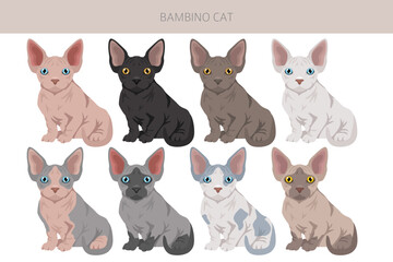 Fototapeta premium Bambino cat, Munchkin Sphynx mix clipart. All coat colors set. All cat breeds characteristics infographic. Vector illustration