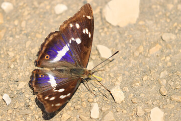 Purple emperor, Apatura iris, big butterfly on the forest road
