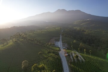 Green tea plantation in the morning with landsacpe with Lawu mountain view. Kemuning, Central Java Indonesia