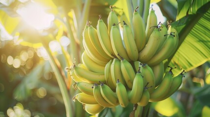 Fresh bananas hanging on a tree illuminated by morning sun in a tropical garden. This vibrant and natural image is perfect for nature-themed projects. Captured in bright and vivid colors. AI