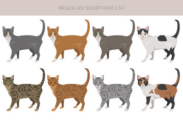 Brazilian shorthair Cat clipart. All coat colors set.  All cat breeds characteristics infographic. Vector illustration