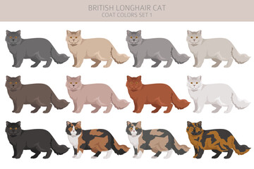 Fototapeta premium British longhair Cat clipart. All coat colors set. All cat breeds characteristics infographic. Vector illustration