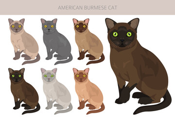 American Burmese Cat clipart. All coat colors set.  All cat breeds characteristics infographic. Vector illustration