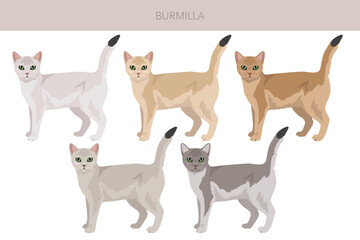 Burmilla Cat clipart. All coat colors set.  All cat breeds characteristics infographic. Vector illustration