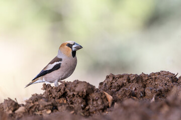 Close-up shot of Hawfinch (Coccothraustes coccothraustes)