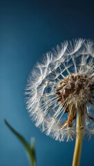 Detailed view of dandelion against blue backdrop