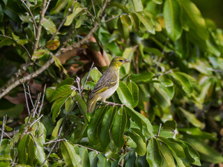 Fototapeta premium Female Serin du Cap bird from Mauritius perching in natural environment 