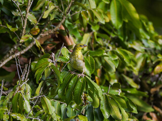 Female village weaver bird perching in natural environment 