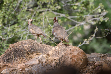 Young Babary Partridges (Alectoris Barbara) in the wild