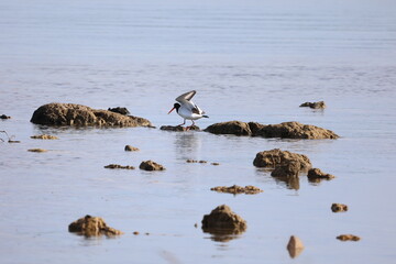 Magpie Sandpiper searching for shells