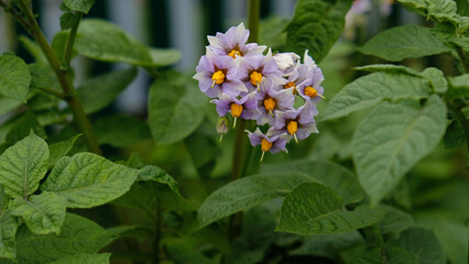 Flowering potato. Purple blooming potato flower in plant. Close-up organic vegetable flowers blossom growth in garden or farm field. Potato farming and cultivation concept.