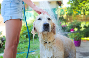 Girl wash dog in summer garden with water hose and sprinkler. Heat, cooling. Girl washing puppy outdoor in blooming backyard. Child and pet. Family bathing dog. 