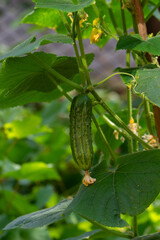 Bright yellow flowers of ripening fresh cucumbers in the garden. Vertical landing. Close up.