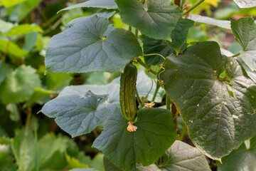 Bright yellow flowers of ripening fresh cucumbers in the garden. Vertical landing. Close up.