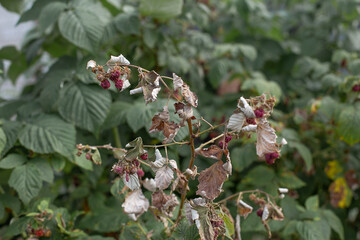 Dry plants from drought in the garden. The dried bushes of a raspberry, on sunny day. The plant withered from lack of water. The concept of global warming and strong heat.