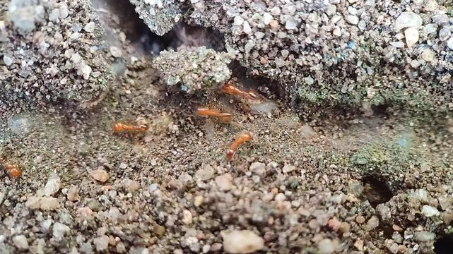Red ants crossing ant paths on the ground
