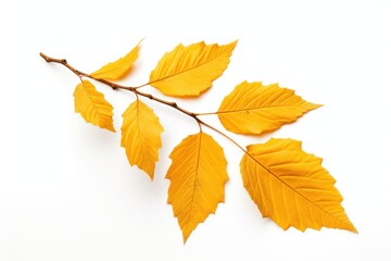 Fototapeta premium Bright autumn leaves branch isolated