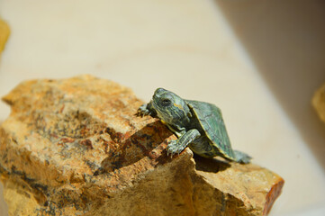 red-eared, yellow-eared freshwater turtle, wildlife, pet. background for the design. reptile.