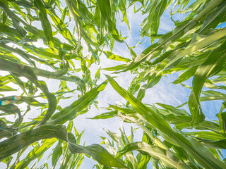 Grüne Maispflanzen in einem Maisfeld Landwirtschaft 