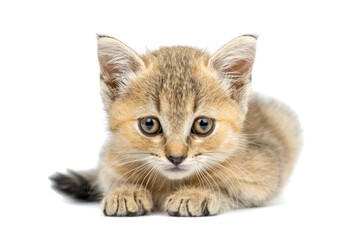 Obraz premium Adorable kitten with curious eyes