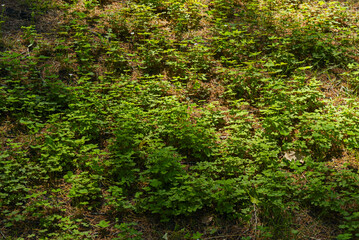 Grass is a fundamental part of many landscapes, whether gardens, sports fields or parks