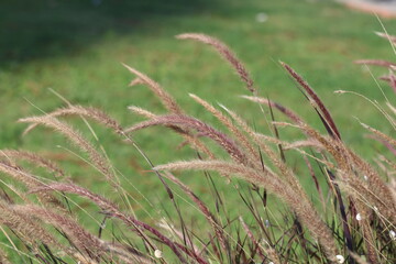 Pennisetum setaceum grass in a garden